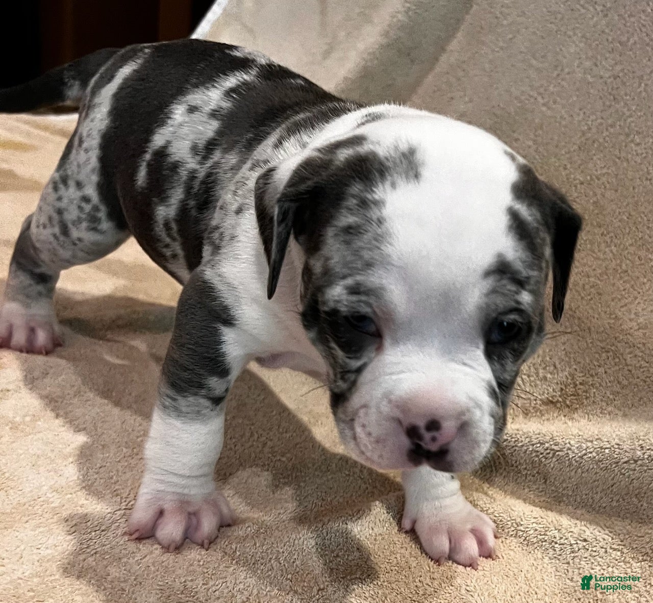 American Pit Bull Terrier dogs American Merle Pit Bull Terrier Puppy - Ad 2