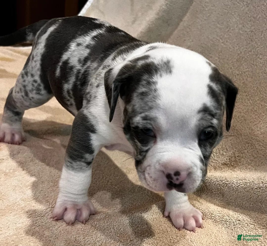 American Pit Bull Terrier dogs for sale: American Merle Pit Bull Terrier Puppy - Ad 2