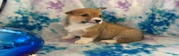Welsh Corgi Pembroke dogs for sale: Kaden  - Ad 3