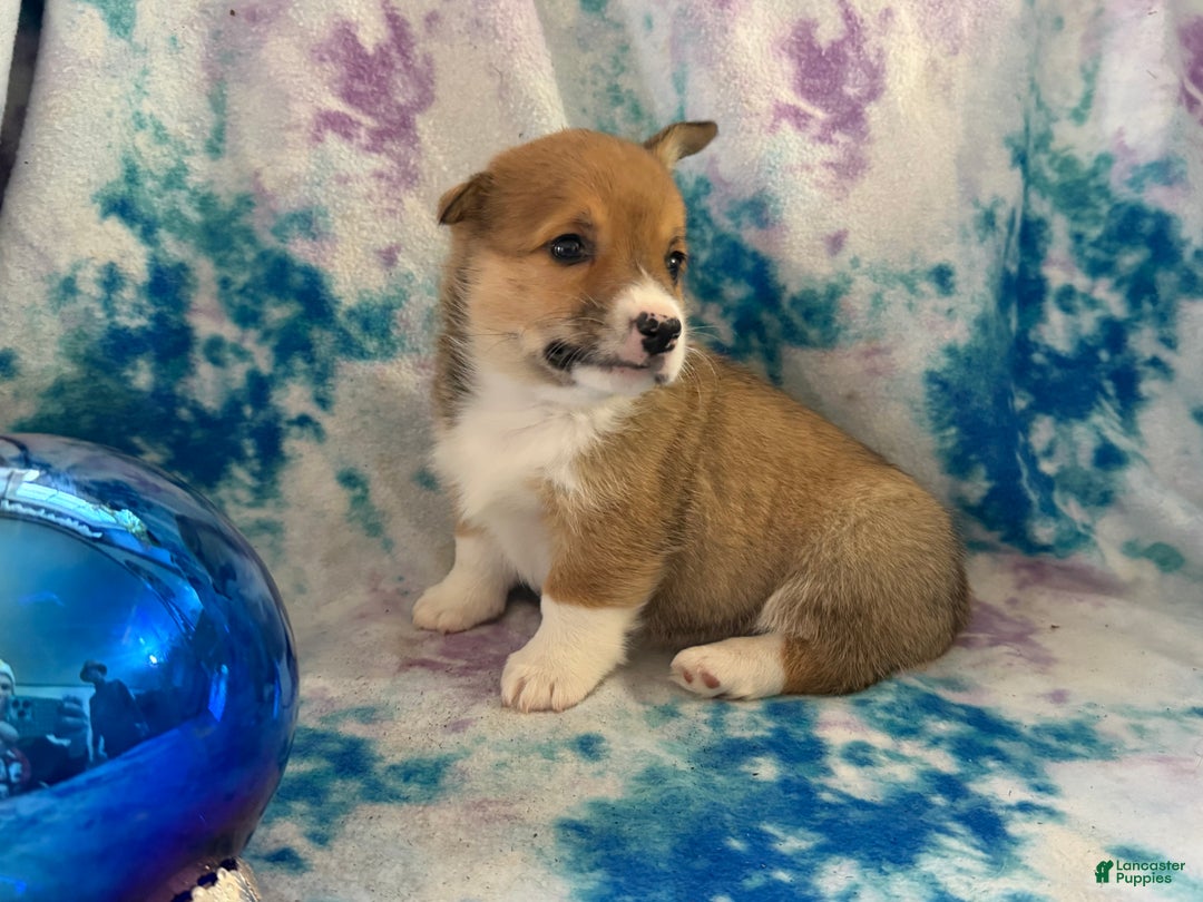 Welsh Corgi Pembroke dogs for sale: Kaden  - Ad 3