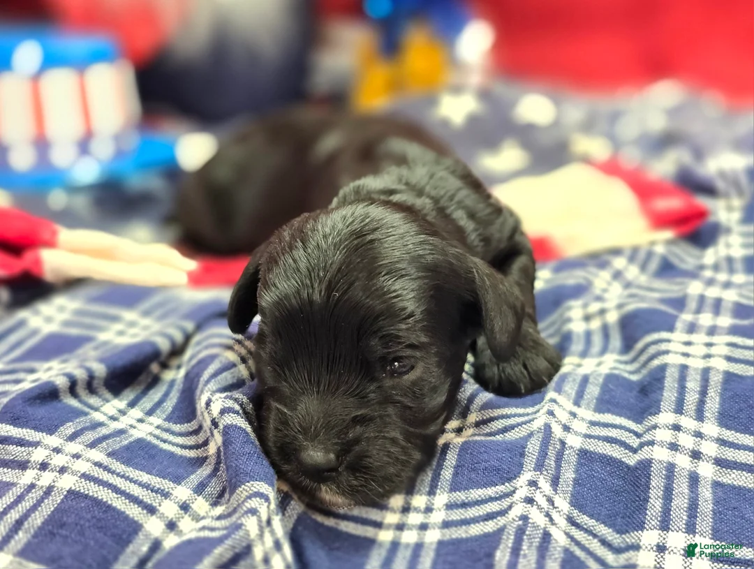 Cavapoo dogs for sale: Cash - Ad 2