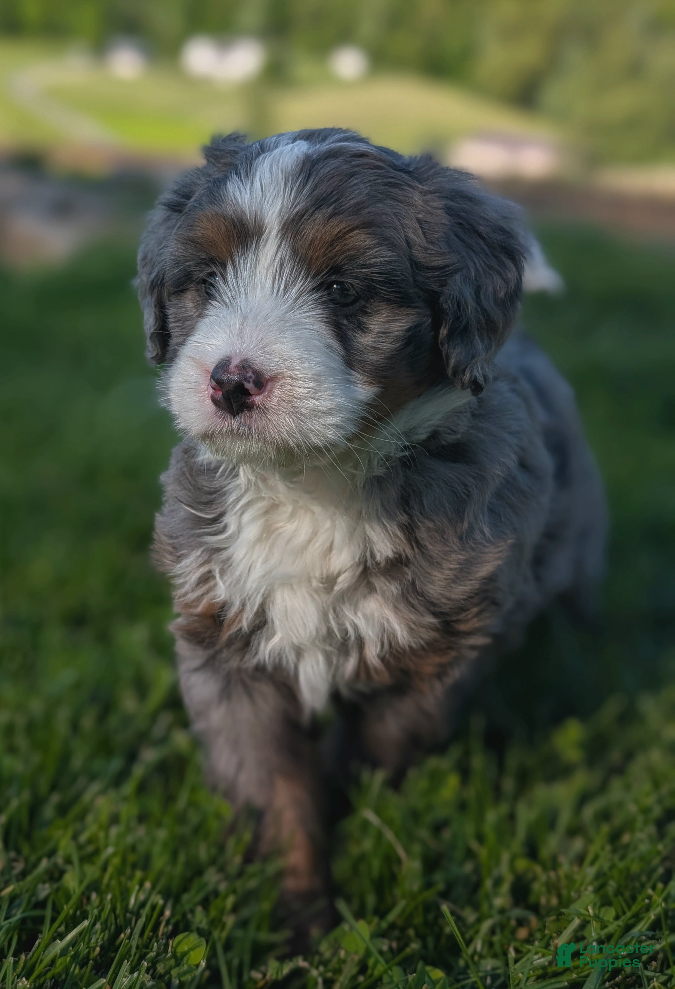 Bernedoodle dogs Sophie  - Ad 2