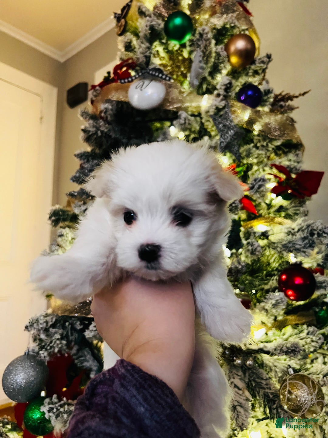 Maltese dogs for sale: Candycane - Ad 3