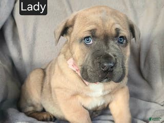 Cane Corso dogs Lady - Ad 18