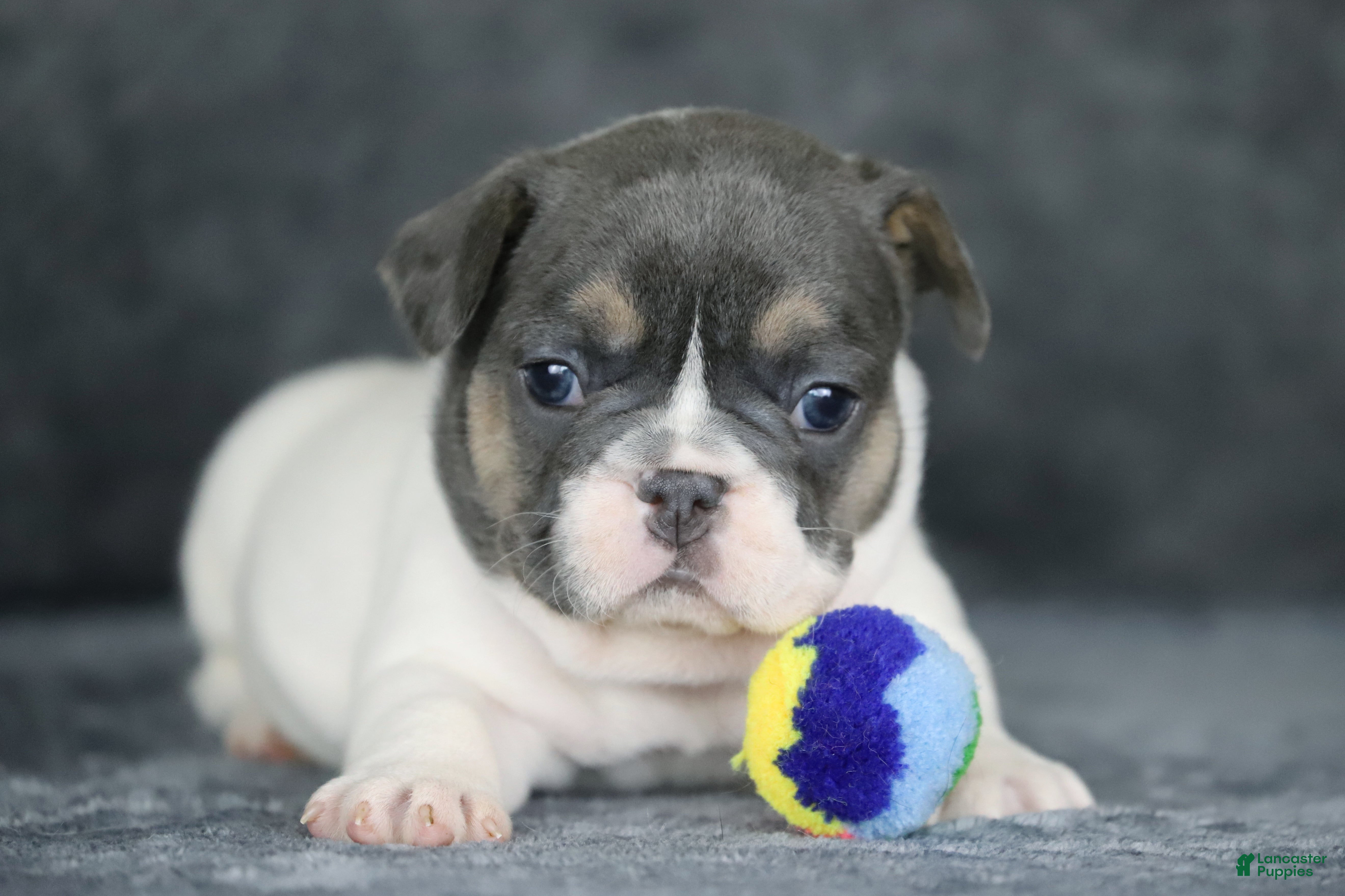 French Bulldog dogs Dottie - Ad 2