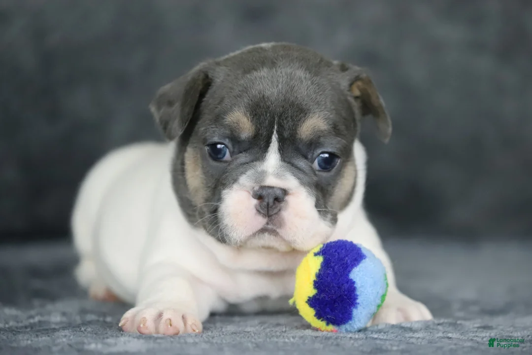 French Bulldog dogs for sale: Dottie - Ad 2