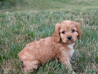Cavapoo dogs - Ad 23