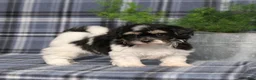 Teddy Bear dogs for sale: Yesterday - Ad 5