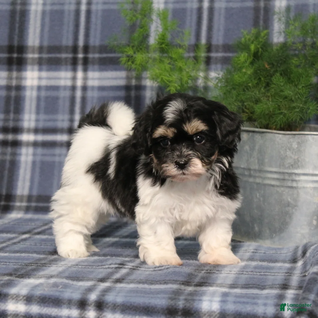 Teddy Bear dogs for sale: Yesterday - Ad 5