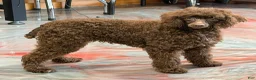 Miniature Poodle dogs for sale: Hershall - Ad 6
