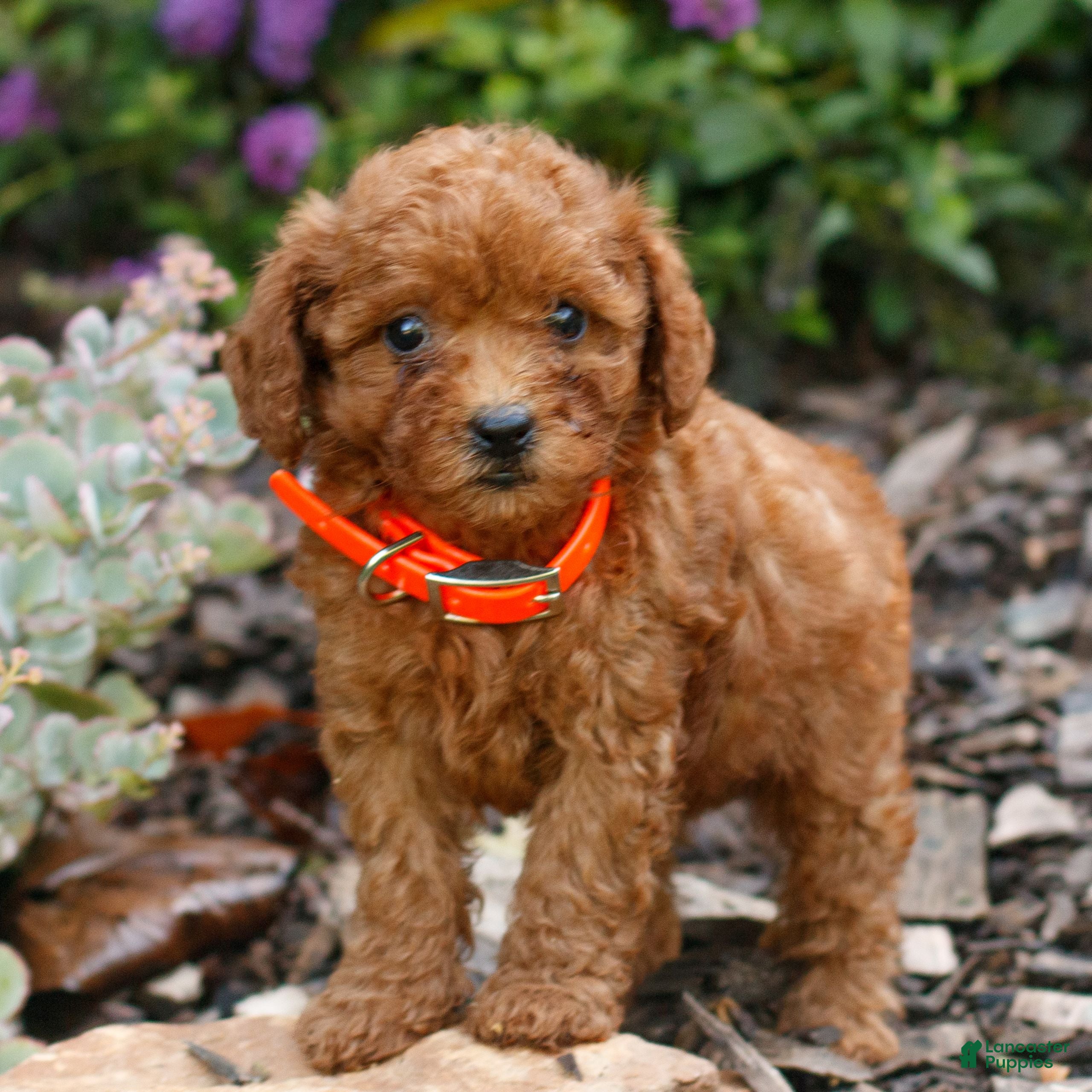Cavapoo dogs Lia  - Ad 2