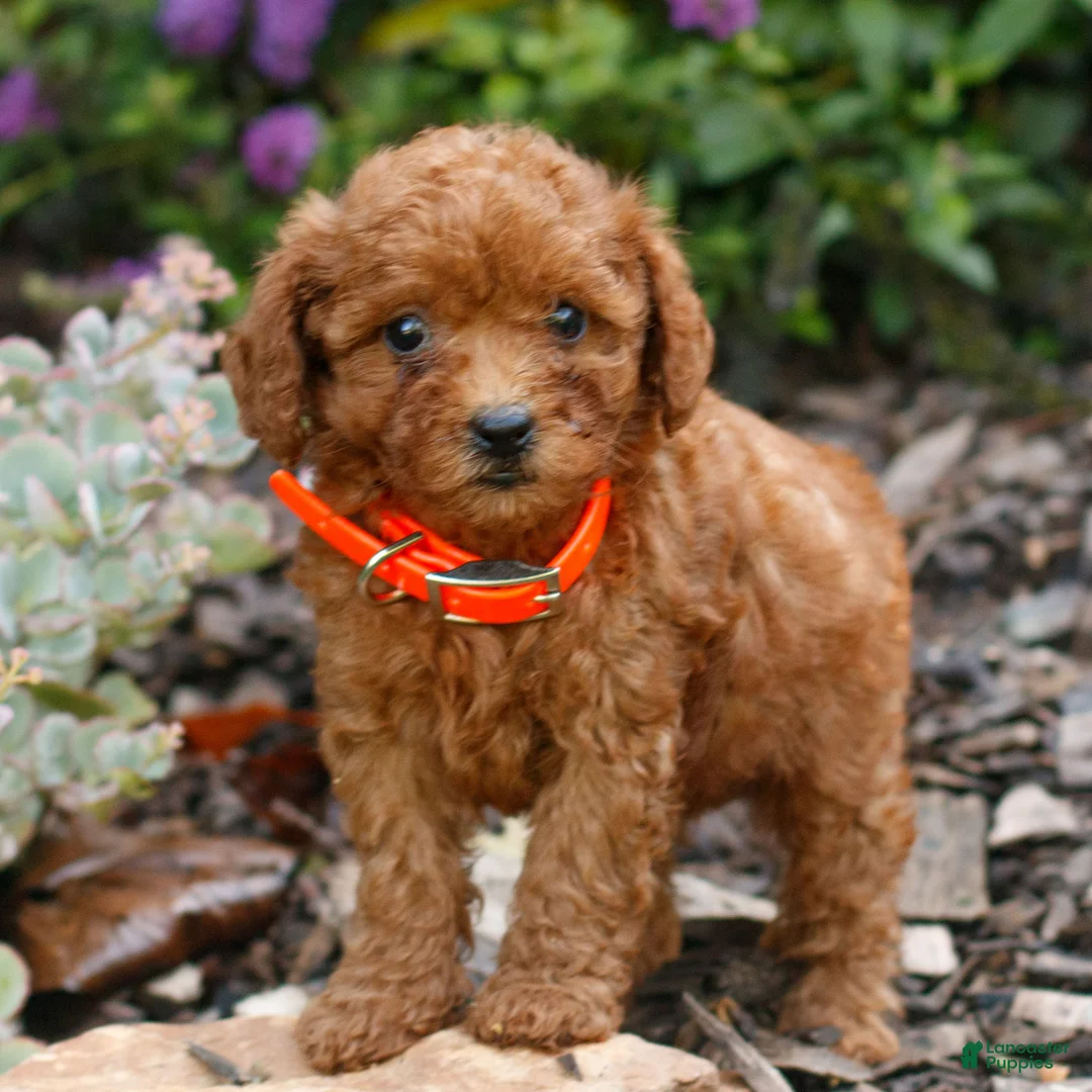 Cavapoo dogs for sale: Lia  - Ad 2