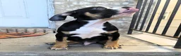 American Bully dogs for sale: "BIGGIE SMALLZ" BLACK TRI COLOR - Ad 7