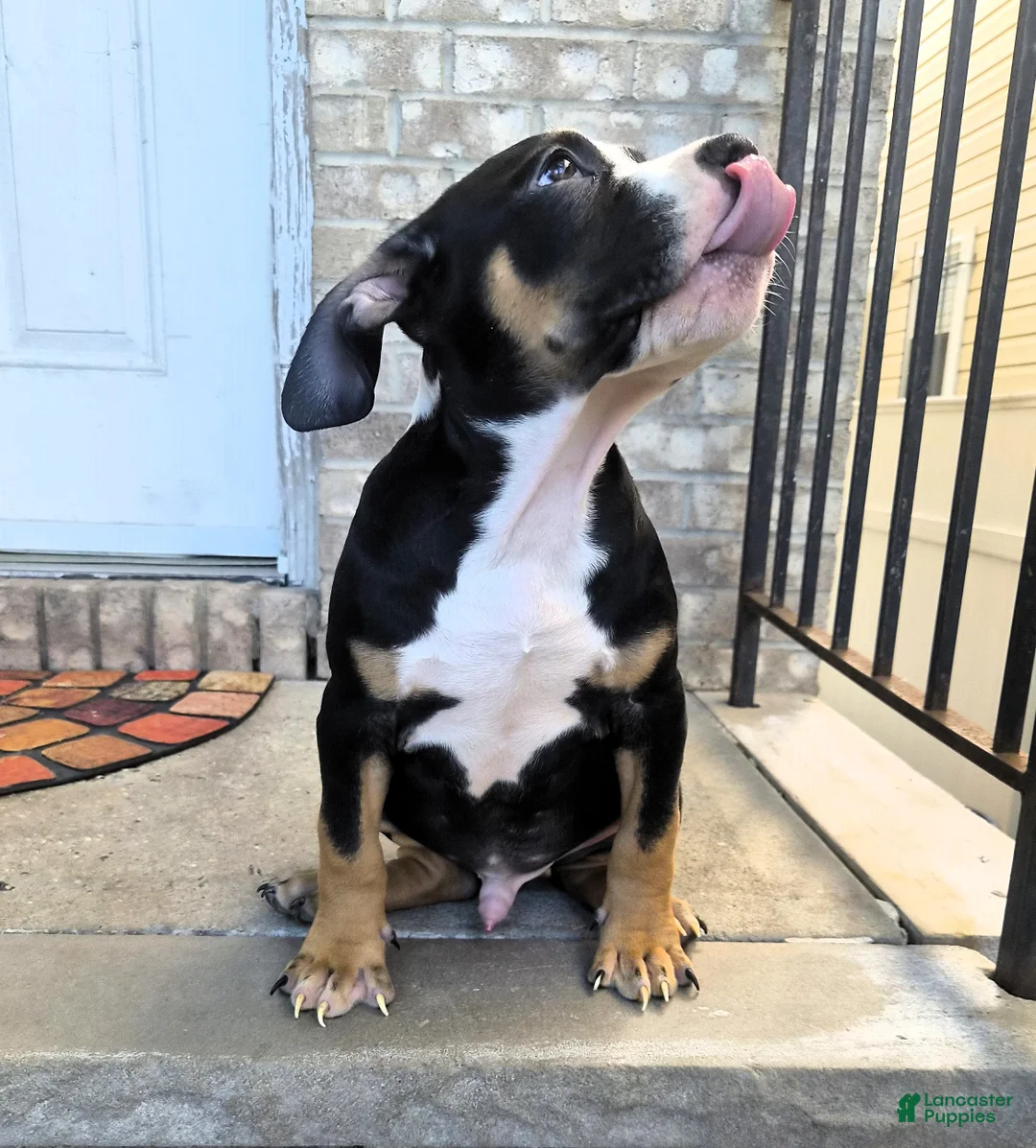 American Bully dogs for sale: "BIGGIE SMALLZ" BLACK TRI COLOR - Ad 7