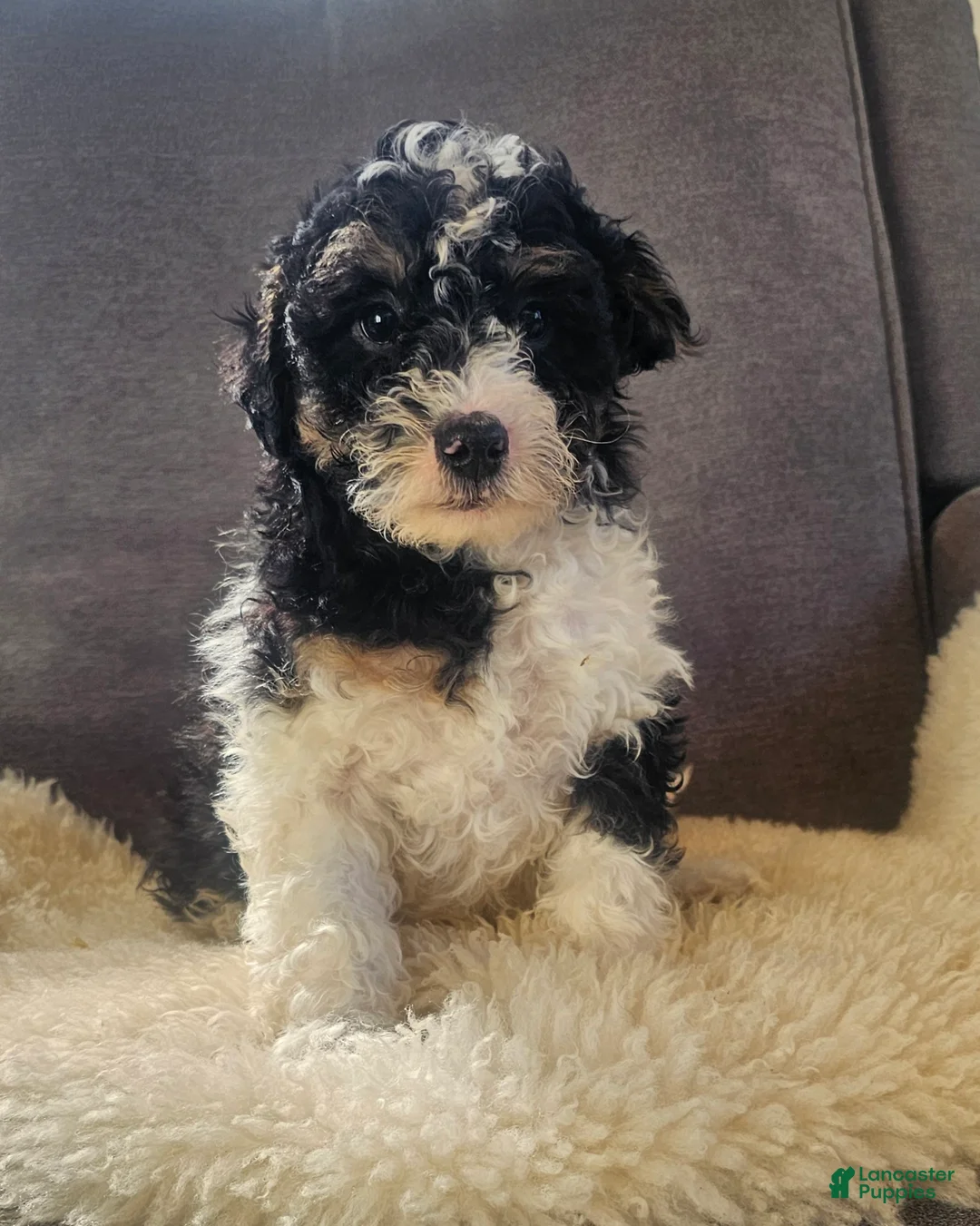 Mini Bernedoodle dogs for sale: Max - Ad 5