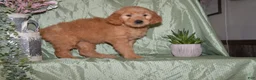 Goldendoodle dogs for sale: Beverly - Ad 3