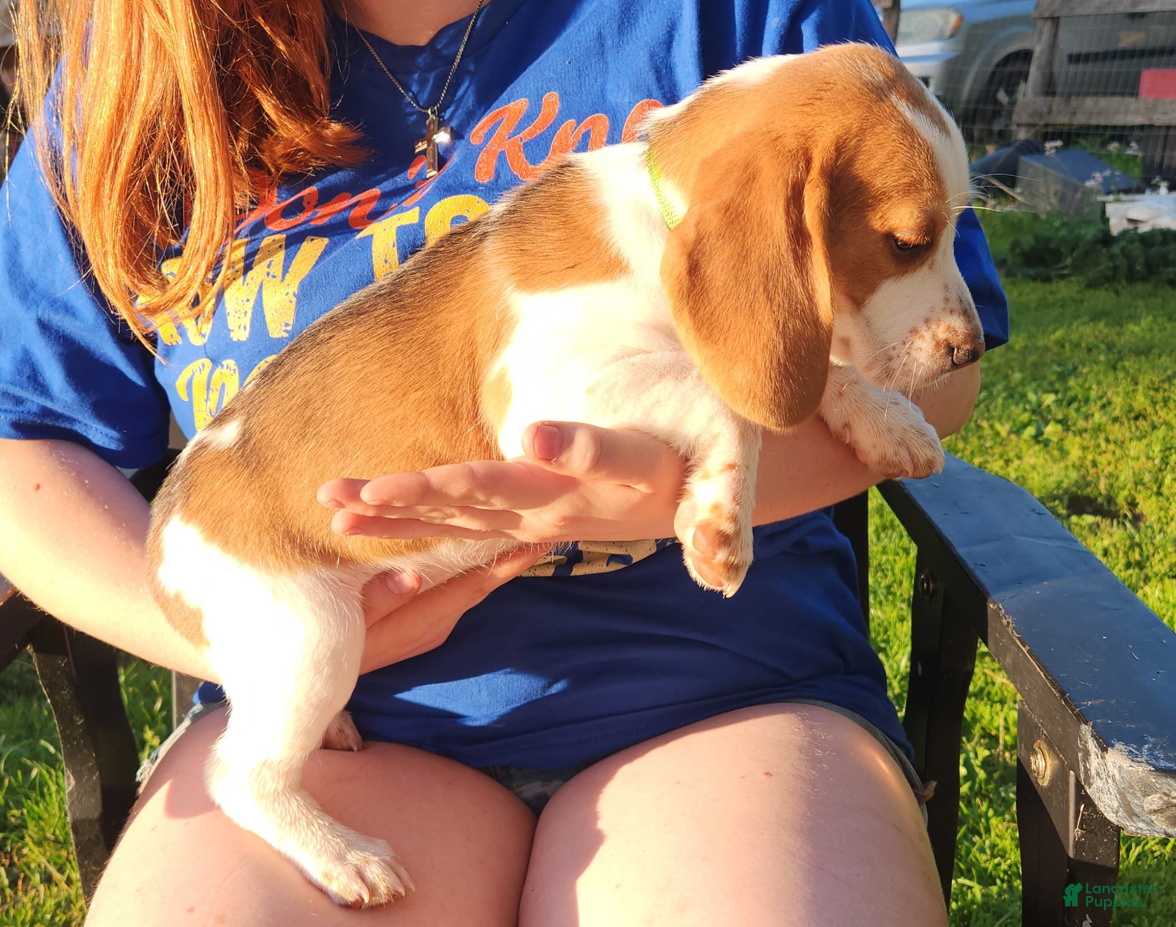 Beagle dogs Clyde - Ad 2