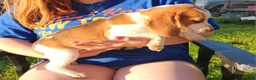 Beagle dogs for sale: Clyde - Ad 2