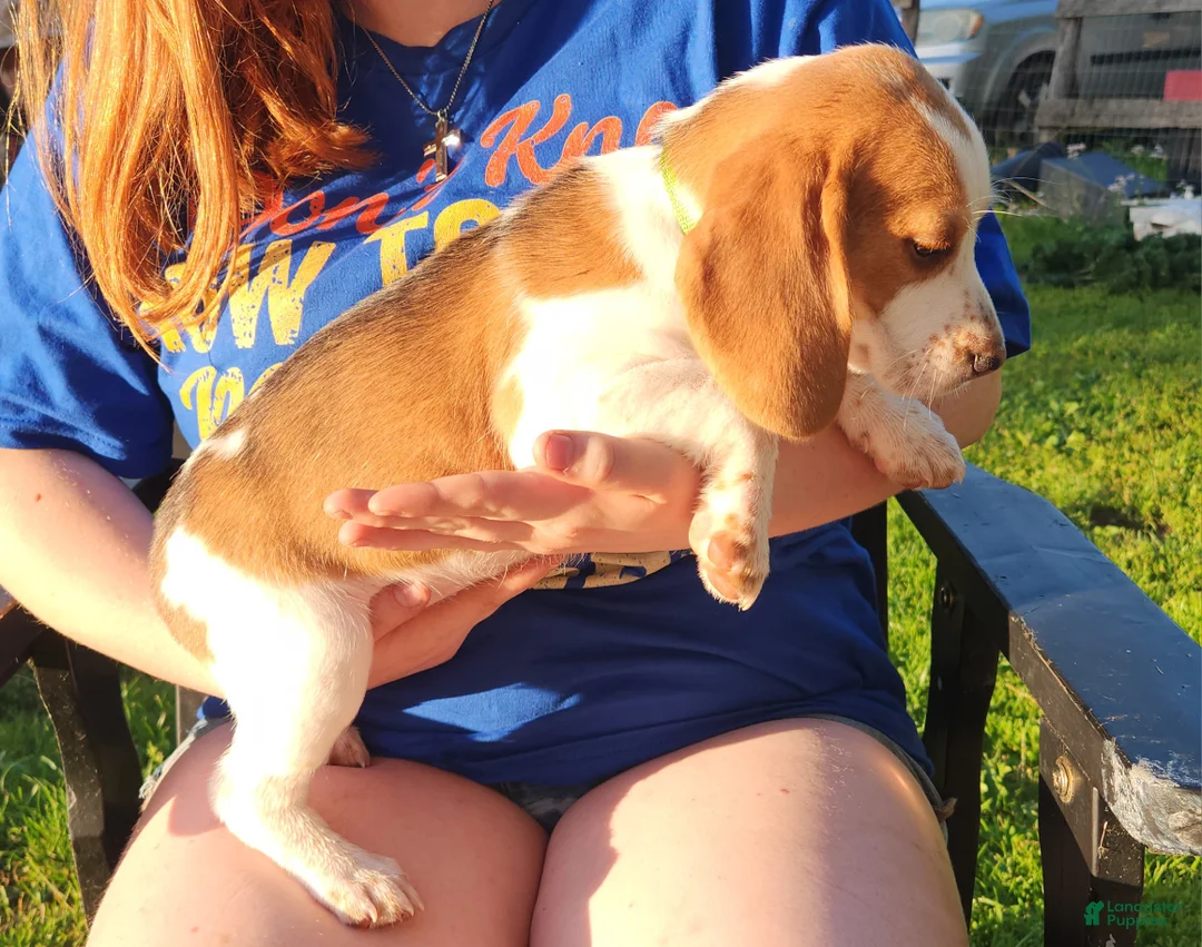 Beagle dogs for sale: Clyde - Ad 2