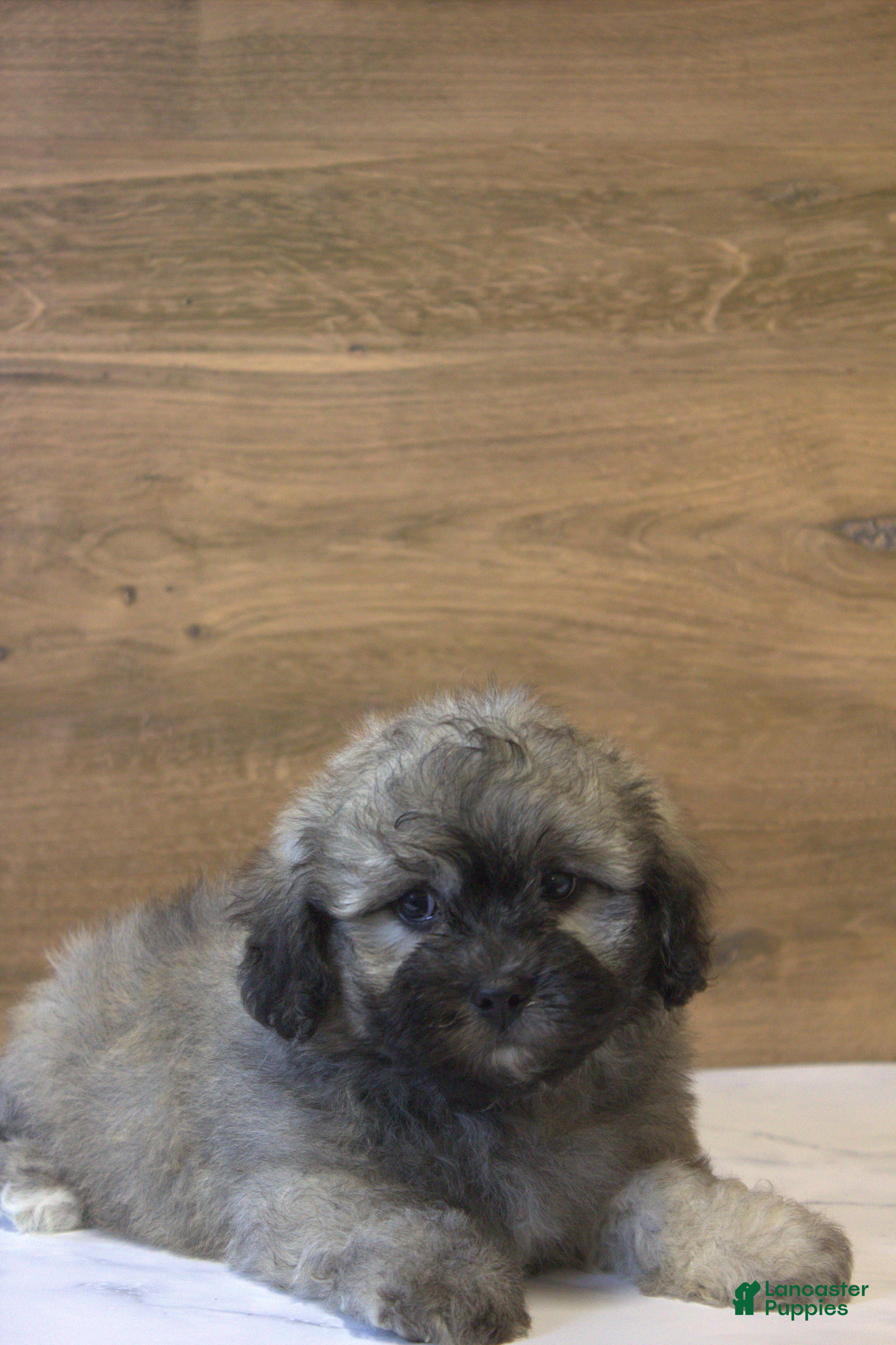 Teddy Bear dogs Remy  - Ad 2