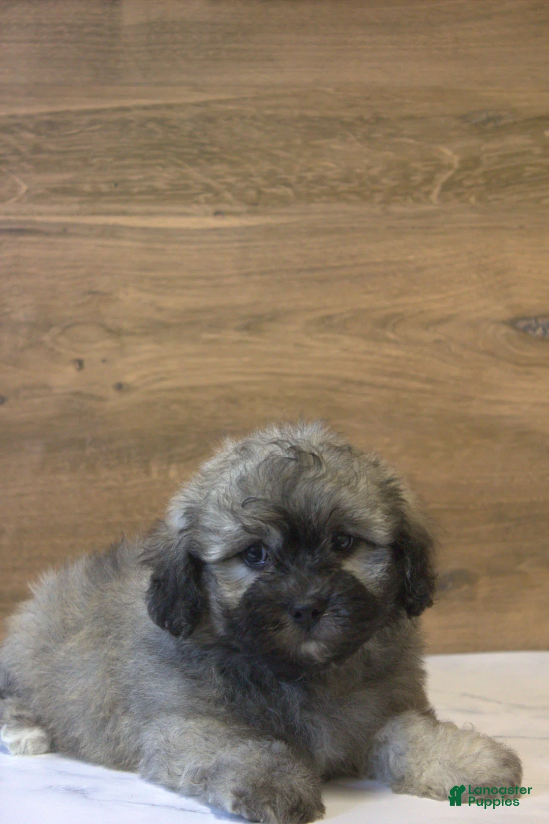 Teddy Bear dogs for sale: Remy  - Ad 2