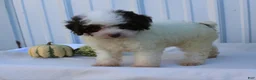Miniature Poodle dogs for sale: Smokey - Ad 12