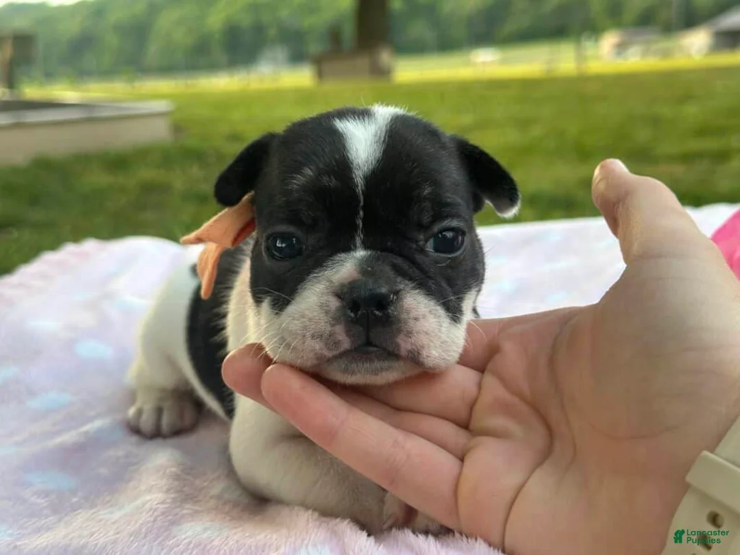 French Bulldog dogs for sale: Keylime - Ad 2