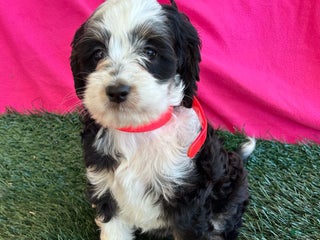 Cockapoo dogs - Ad 2