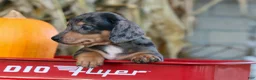 Miniature Dachshund dogs for sale:  Zino 🐕 - Ad 15