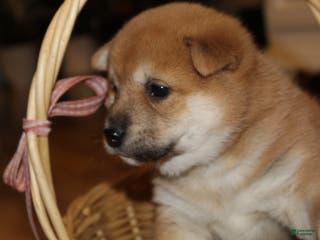 Shiba Inu dogs Tanner - Ad 2