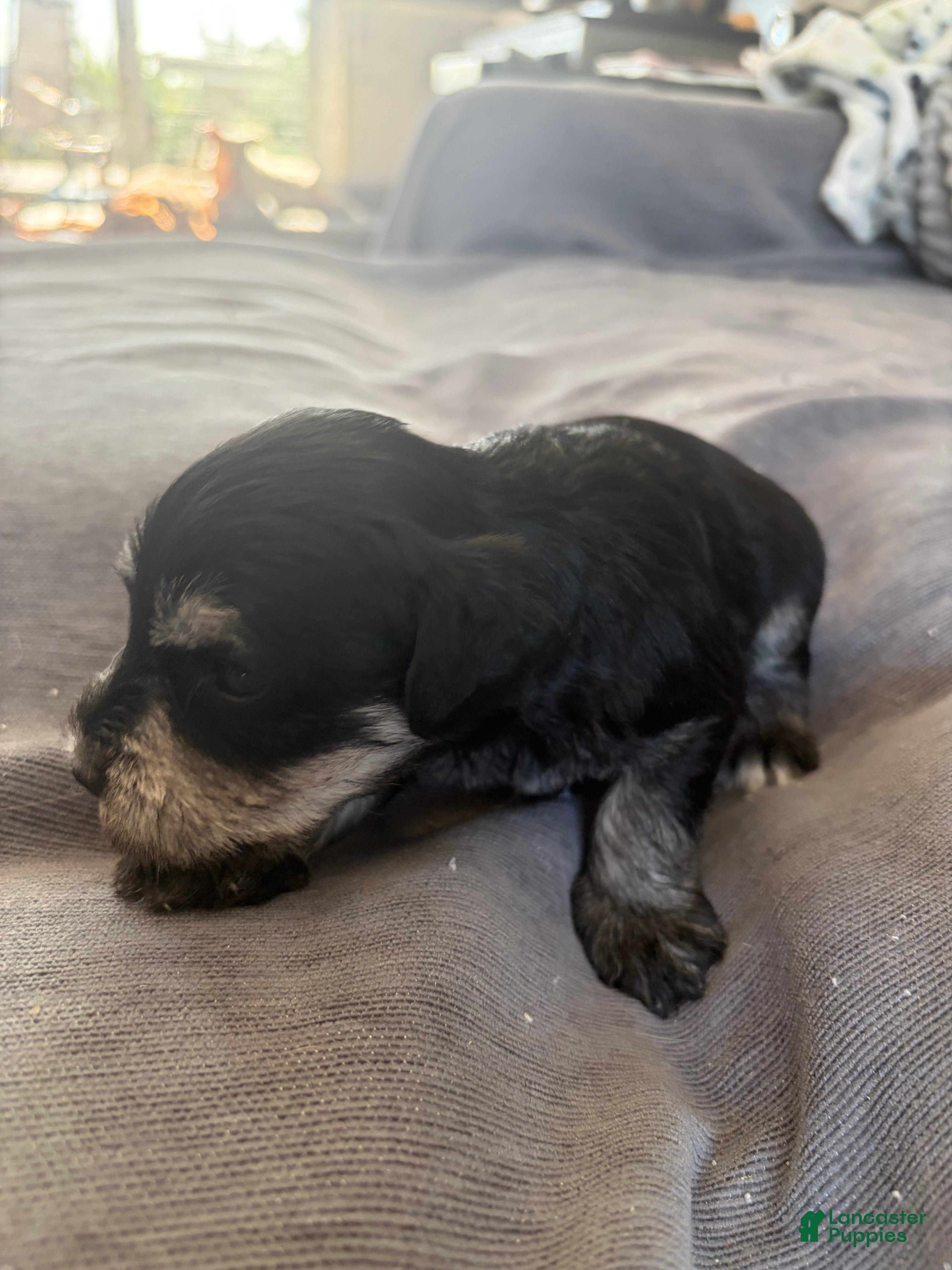 Miniature Schnauzer dogs Miniature Schnauzer 6 - Ad 1
