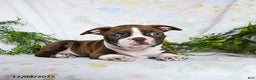 Boston Terrier dogs for sale: Berry - Ad 2