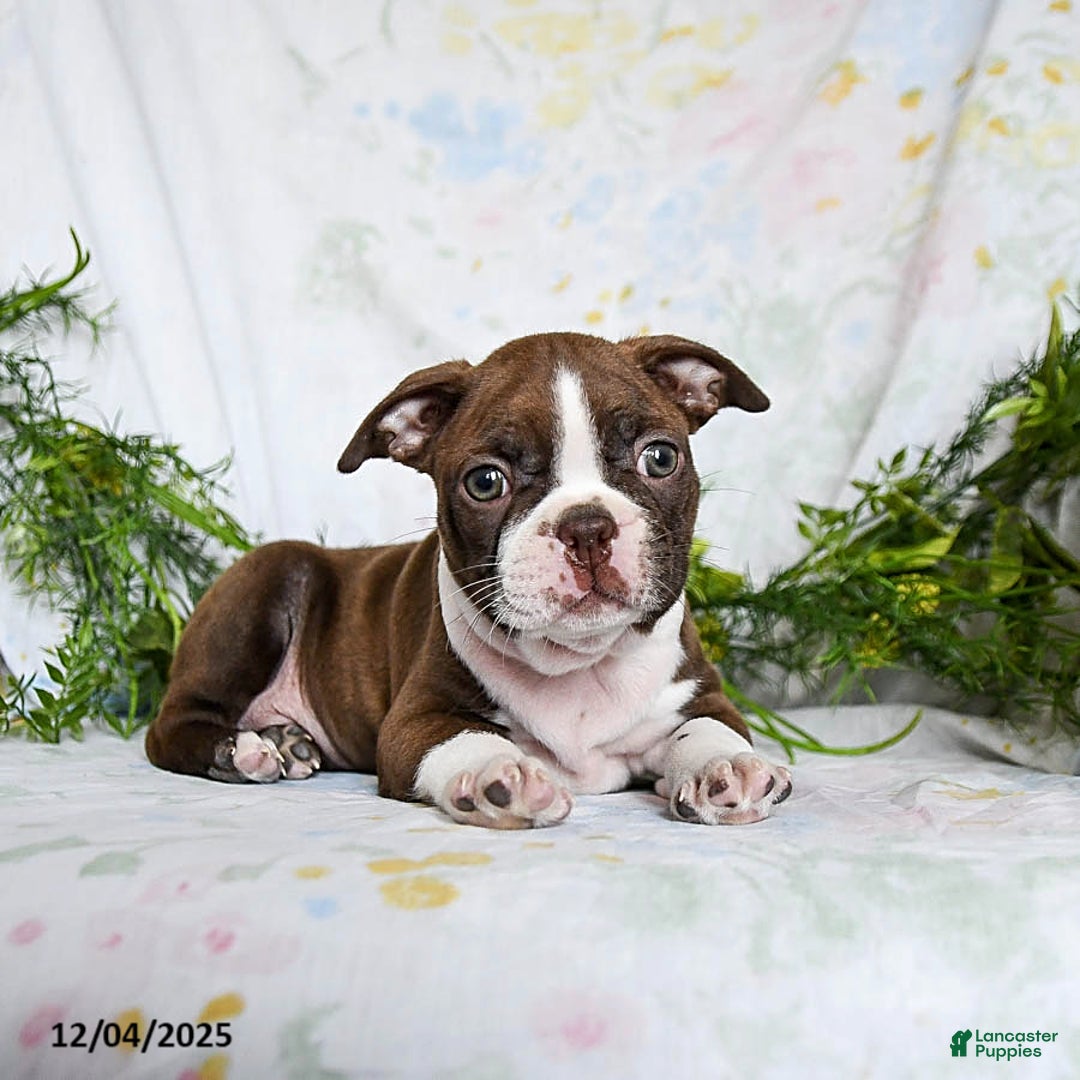 Boston Terrier dogs for sale: Berry - Ad 2