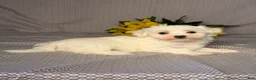 Maltese dogs for sale: Hunter - Ad 5