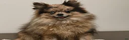 Pomeranian dogs for sale: Rita - Ad 4