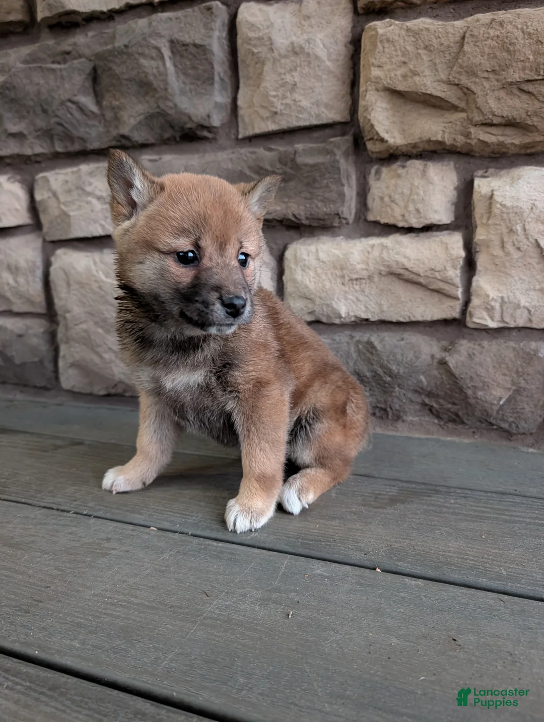 Shiba Inu dogs for sale: Ann - Ad 2