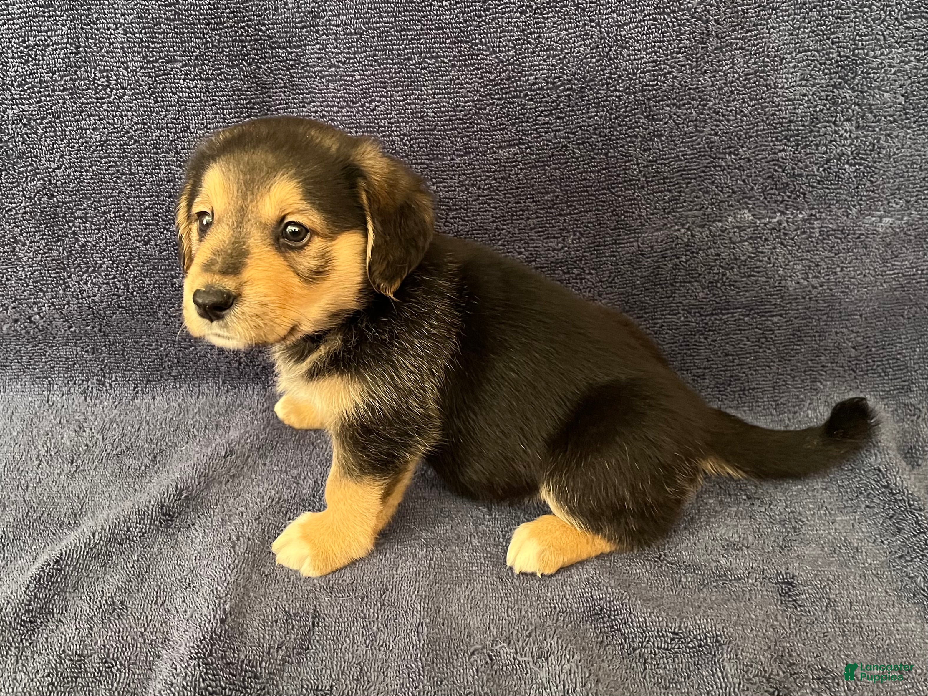 Mixed Breed dogs Maxine (Max) - Ad 2