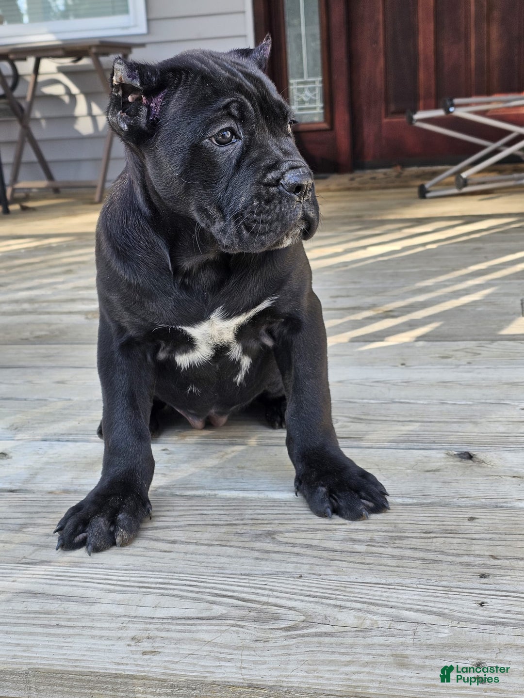 Cane Corso dogs for sale: QUEENIE - Ad 10