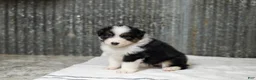 Miniature Australian Shepherd dogs for sale: Lassie Miniature Australian Shepherd Puppy  - Ad 6