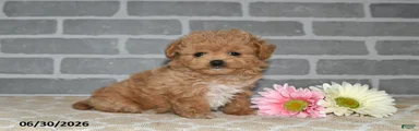 Cookie