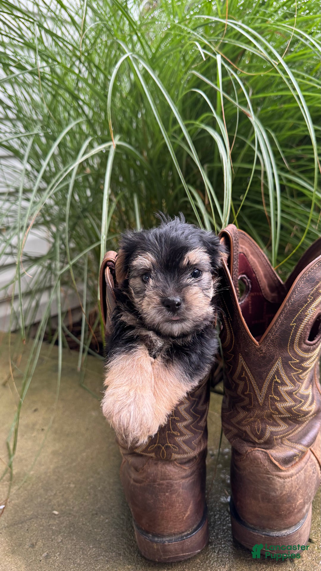 Morkie dogs for sale: Ivy - Ad 2