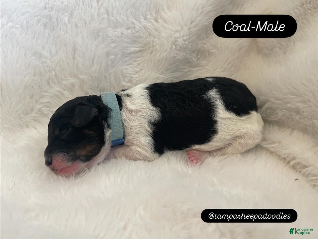 Mini Sheepadoodle dogs for sale: Light blue-Coal - Ad 2