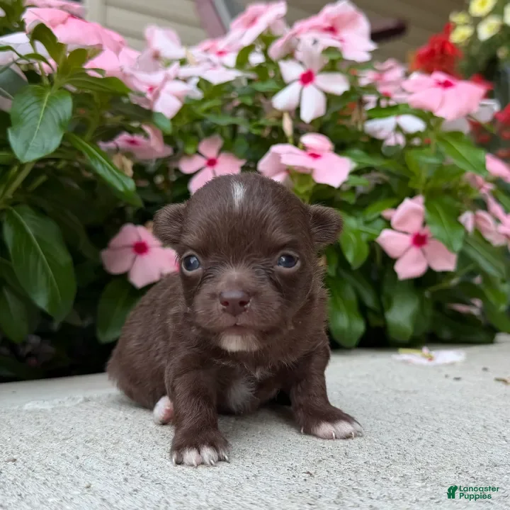 Chihuahua dogs Lexie - Ad 28
