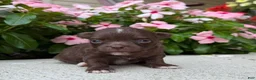 Chihuahua dogs for sale: Lexie - Ad 1