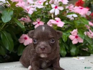 Chihuahua dogs Lexie - Ad 28