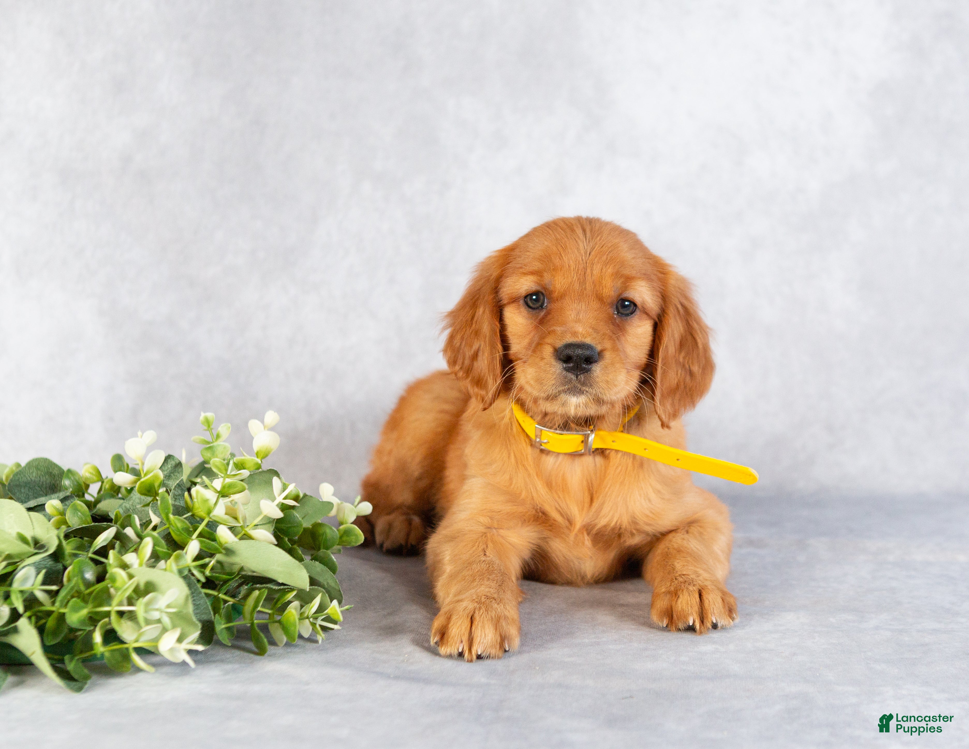 Miniature Golden Retriever dogs Dandelion - Ad 6