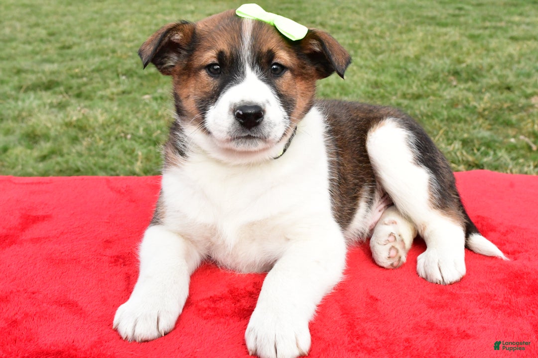 Mixed Breed dogs for sale: Marshall - Ad 8