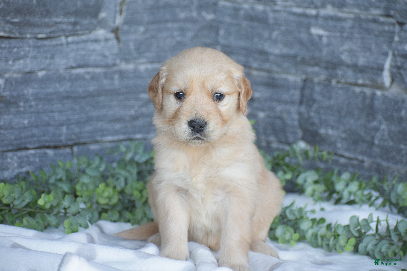 Golden Retriever dogs Bruno - Ad 2