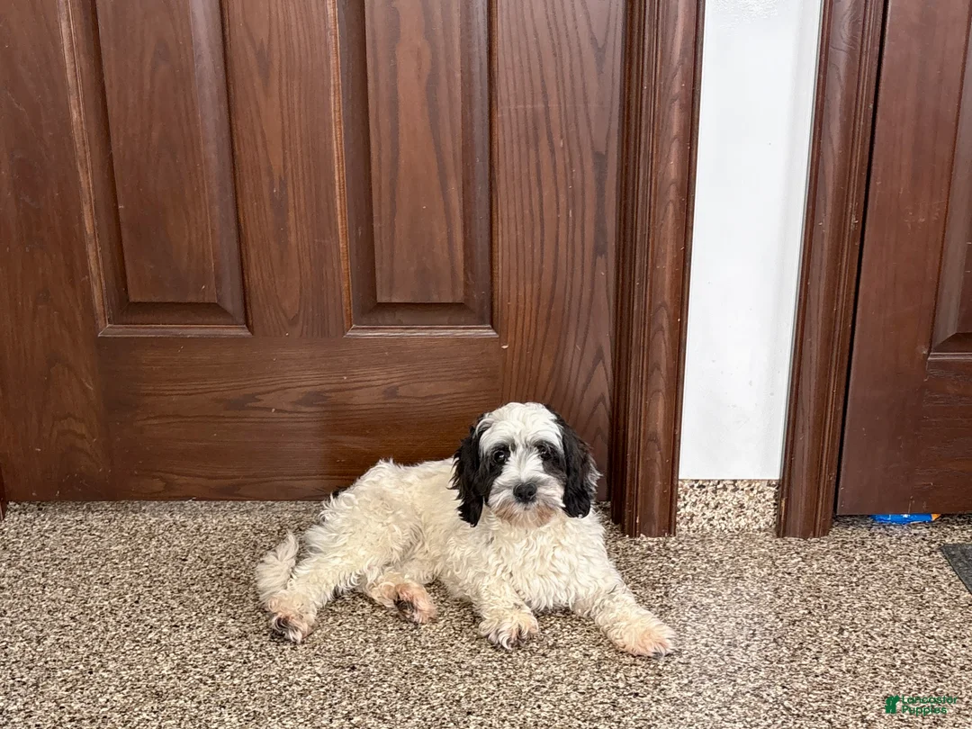 Mixed Breed dogs for sale: Katie - Ad 6