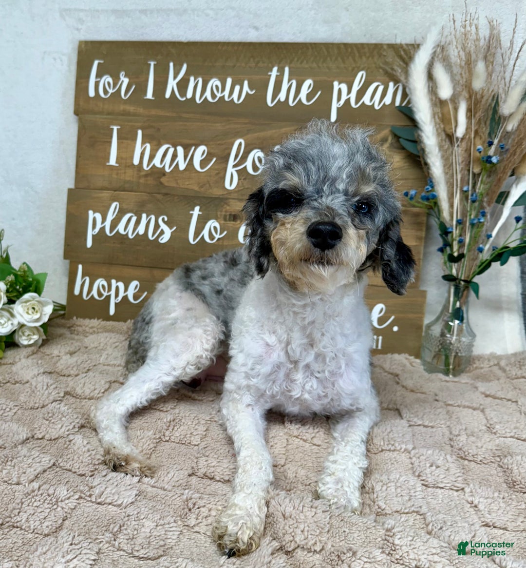 Toy Poodle dogs for sale: Buddy - Ad 5